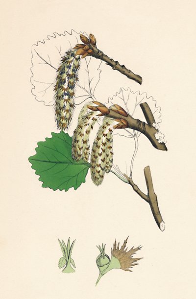 Populus tremula. Aspen, 19. Yüzyıl by Unbekannt
