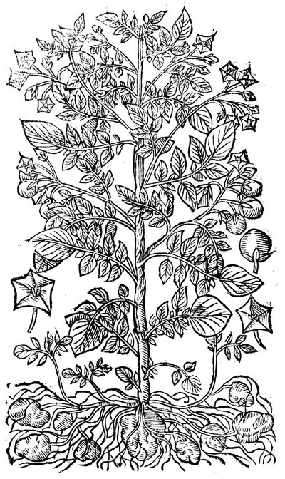 Patates, 1640 by Unbekannt