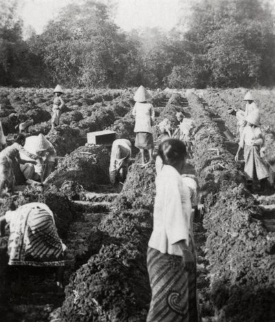 Bir şeker plantasyonunda sulama kanallarının hazırlanması, Java, Hollanda Doğu Hint Adaları, 1927 by Unbekannt