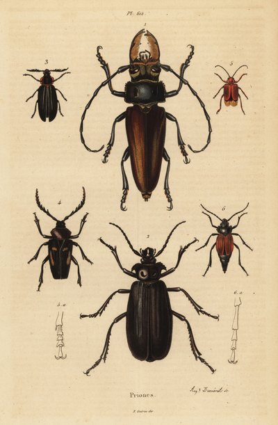 Psalidognathus friendii 1, Yılanın Annesi, Acanthinodera cumingii 2, Allocerus dilaticorne 3, Callipogos barbatus 4, Anacolus sanguineus 5 ve Prionus flavipennis 6 by Unbekannt