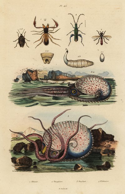 Pseudoscorpion, Chthonius orthodactylus 1, Octyptera bicolor 2, tüberkülat pelajik ahtapot, Ocythoe tuberculata 3 ve sahte yağ böceği, Oedemera nobilis 4 by Unbekannt