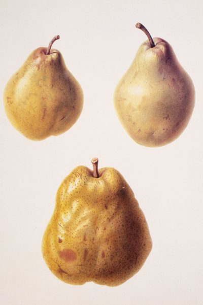 Pyrus communis/Armut 