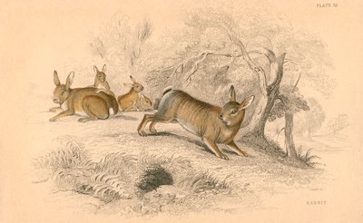 Tavşan Oryctolagus cuniculus, 1828 by Unbekannt
