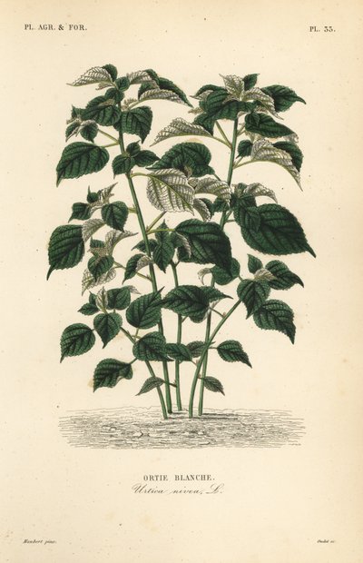 Rami veya Çin otu, Boehmeria nivea, Urtica nivea, Beyaz ısırgan otu by Unbekannt