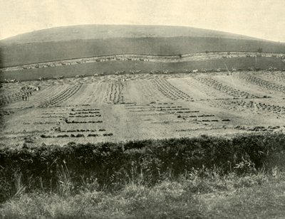 Orakçı ve Bağlayıcı Yarışması, Blowhard Dağı, Ballarat yakınında, 1901. by Unbekannt