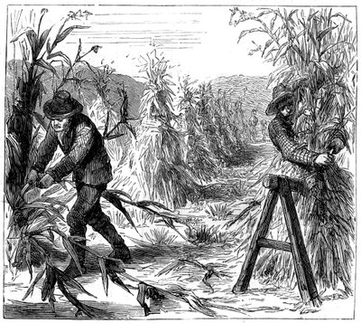 Mısırın hasat edilmesi ve kurutulması için çömelme, Drie Gölü, Kanada, 1880 by Unbekannt