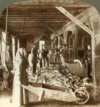 Deniz gemilerinden balık alma ve ihracat için paketleme - balık deposu, Aalesund, Norveç, c1905. by Unbekannt