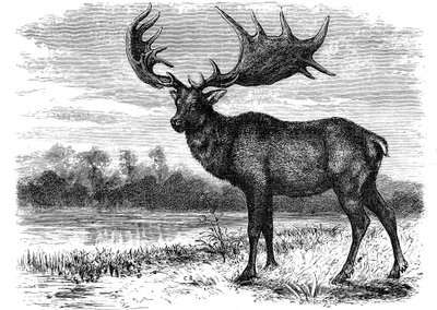İrlanda geyiği Megaloceros