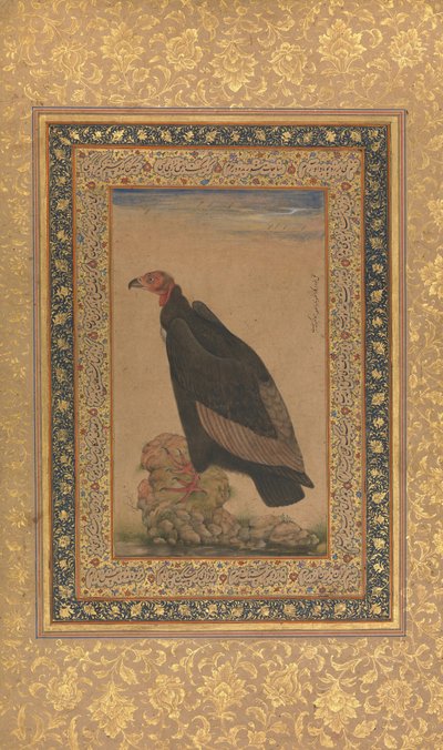 Kızıl Başlı Akbaba, Shah Jahan Albümünden Folyo, recto ve verso: 19. yüzyılın başları. by Unbekannt