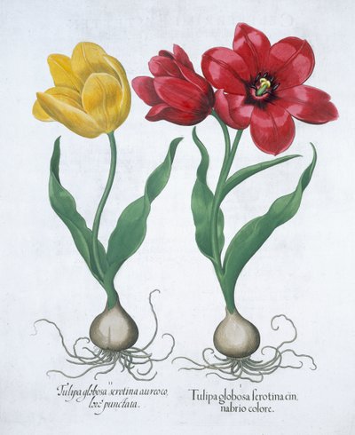 Kırmızı ve sarı lale, 1613 by Unbekannt