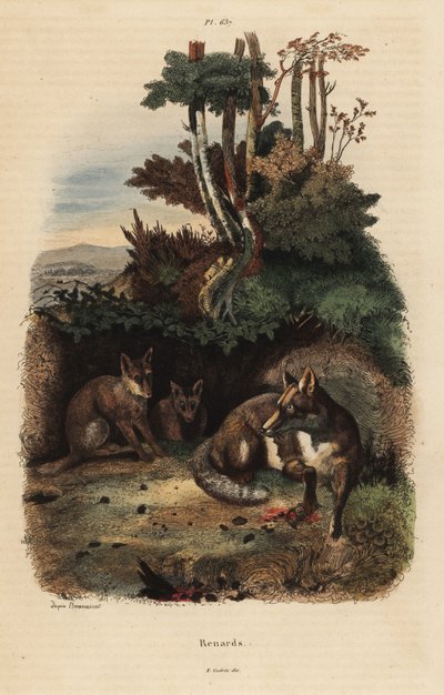 Kızıl tilkiler, Vulpes vulpes, bir inin dışında by Unbekannt