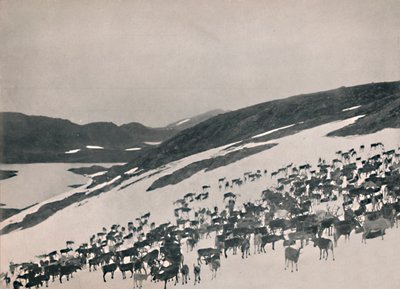 Dağlarda Ren Geyiği, 1914. by Unbekannt