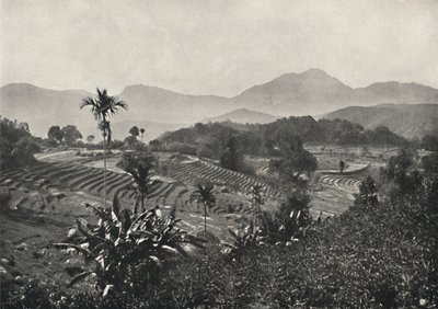 Teraslara dizilmiş pirinç tarlaları, 1926 by Unbekannt