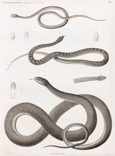 Sürüngenler: yılan çizimleri dizisi by Unbekannt