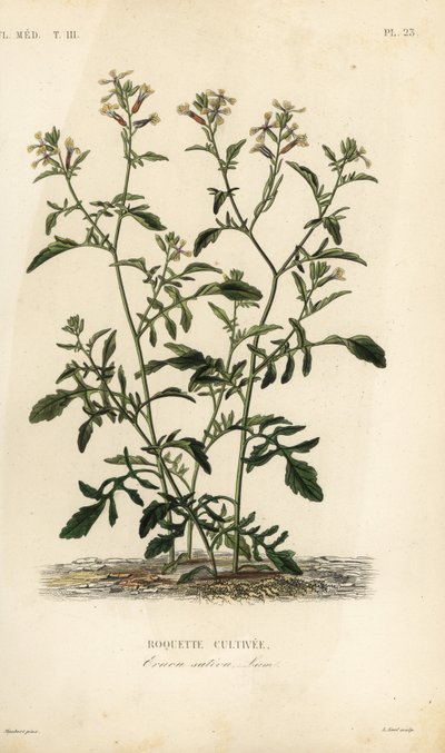 Roket veya roka, Eruca vesicaria, Eruca sativa, Roquette cultivee by Unbekannt