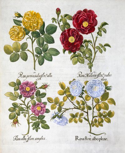 Güller, 1613 by Unbekannt