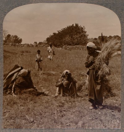 Ruth Boaz Tarlalarında ot toplarken, c1900 by Unbekannt