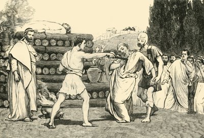 Scaevola