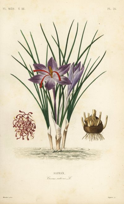 Safran çiğdem, Çiğdem sativus, Safran by Unbekannt