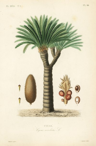 Sago palmiyesi, kral sago, sago cycad veya Japon sago palmiyesi, Cycas revoluta, Cycas by Unbekannt