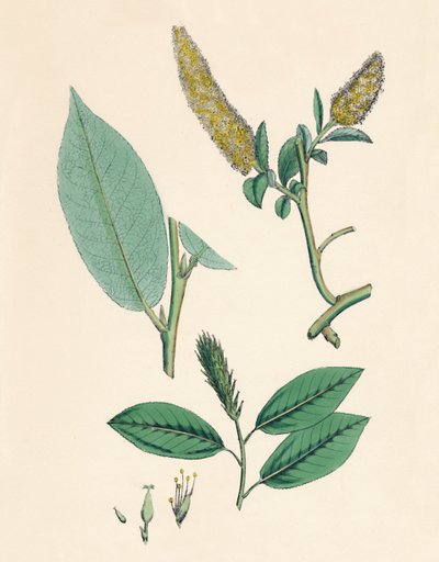 Salix pentandra. Defne yapraklı söğüt, 19. yüzyıl by Unbekannt