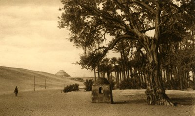 Saqqara - Sycomore
