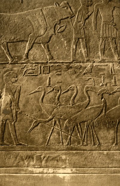 Saqqara - Ti Duvar Resimleri Mezarı, c1918-c1939. by Unbekannt