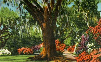 Charleston yakınlarındaki Magnolia Gardens'daki sahne, SC, 1942. by Unbekannt