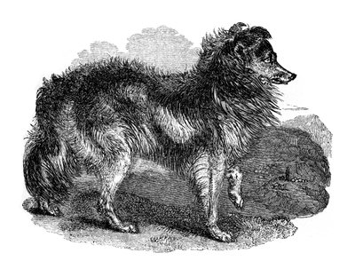 Çoban köpeği, 1848 by Unbekannt