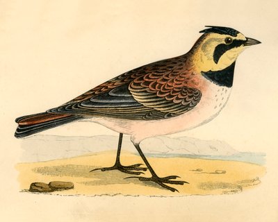 Shore Lark, 19. yüzyılın sonlarında. by Unbekannt