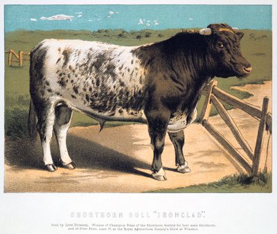 Kısa Boynuzlu Boğa Zırhlı, 1875 by Unbekannt