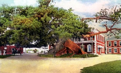İpek Pamuk Ağacı, Nassau, New Providence, Bahamalar, c1900s by Unbekannt