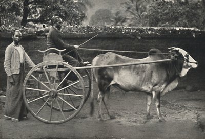 Sinhala zebu saat, 1926 by Unbekannt