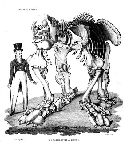 Megatherium İskeleti, soyu tükenmiş dev yer tembel hayvanı, 1823 by Unbekannt
