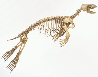 Bir Liman Mührü (Phoca vitulina) 