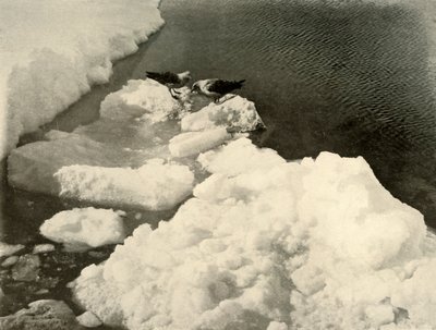 Buz Kenarında Skua Martıları, c1908, 1909. by Unbekannt