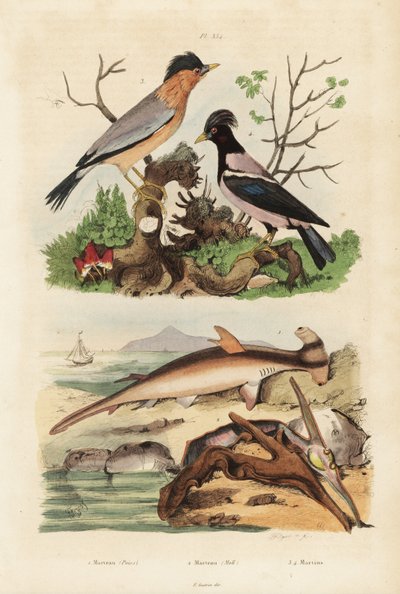 Pürüzsüz çekiç başlı, Sphyrna malleus 1, çekiç istiridyesi, Malleus malleus 2, brahminy myna, Sturnia pagodarum 3 ve pembe sığırcık, Papaz roseus 4 by Unbekannt