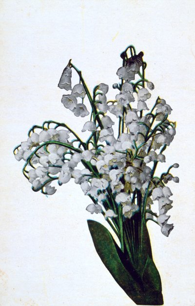 Kardelen, Fransız çiçekli kartpostal, c1900 by Unbekannt