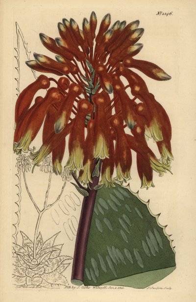 Sabun aloe veya zebra aloe, Aloe maculata (En büyük yaygın sabun aloe, Aloe saponaria latifolia) by Unbekannt