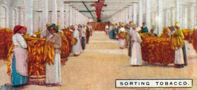 Tütün Ayırma, 1926 by Unbekannt