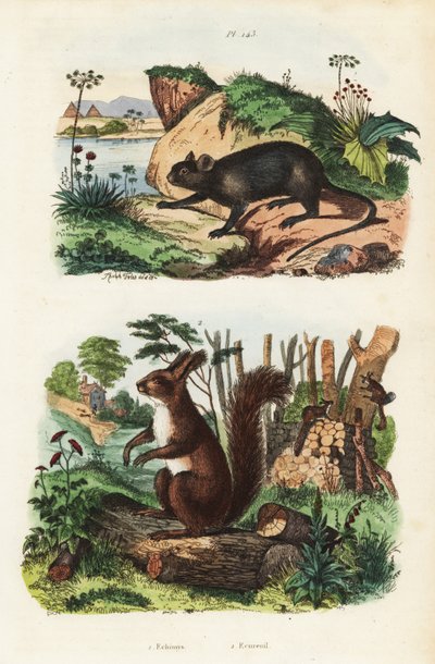 Dikenli ağaç faresi, Echimys chrysurus 1 ve Avrasya kızıl sincabı, Sciurus vulgaris 2 by Unbekannt