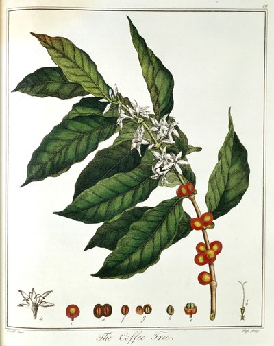 Çiçekleri ve fasulyeleri gösteren Coffee Coffea Arabica fışçısı, 1798 by Unbekannt