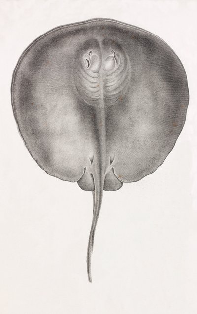 Stingray, önden görünüm yakın çekim by Unbekannt