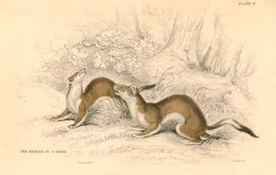 Stoat Mustela erminea, gelincik ailesinin bir üyesi, 1828 by Unbekannt