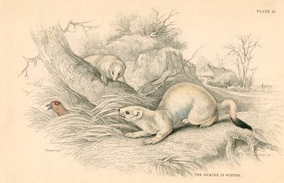 Stoat Mustela erminea, gelincik ailesinin bir üyesi, 1828 by Unbekannt
