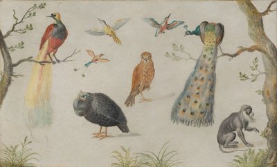Kuşlar ve Maymun Çalışması, 16601670. by Unbekannt