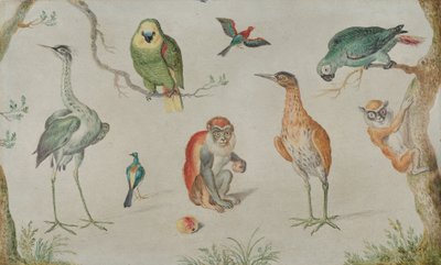 Kuşlar ve Maymunlar Çalışması, 16601670. by Unbekannt