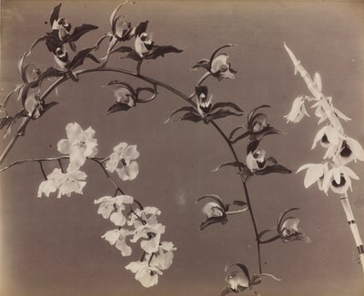 Orkide Çalışması, c. 1870