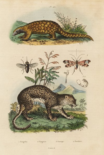 Sunda pangolin, Manis javanica, kritik olarak tehlikede 1, leopar, Panthera pardus 4, at sineği, Tabanus rostratus 3, akrep sineği, Panorpa communis 3 by Unbekannt
