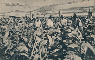 Tente altında tütün. Gölgede Yetiştirilen Tütün - Küba, c1900 by Unbekannt